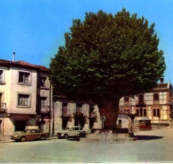 <div align="justify">El principal monumento del Valle del Lozoya, el álamo (realmente una olma) de la Plaza de España de la villa de Rascafría.<br><br>  Esta Olma (de cerca de 400 años, muy enferma de grafiosis) fue sustituida por un árbol joven. Además, sus raíces estaban afectando a las casas de la plaza.</div>