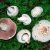 Agaricus campestris