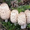 Coprinus comatus