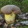 Boletus Edulis