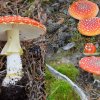 Amanita Muscaria