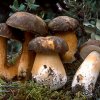 Boletus aereus