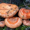 Lactarius Deliciosus