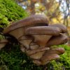 Pleurotus Ostreatus