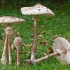 Macrolepiota Procera