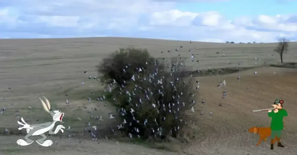 Palomas en desbandada